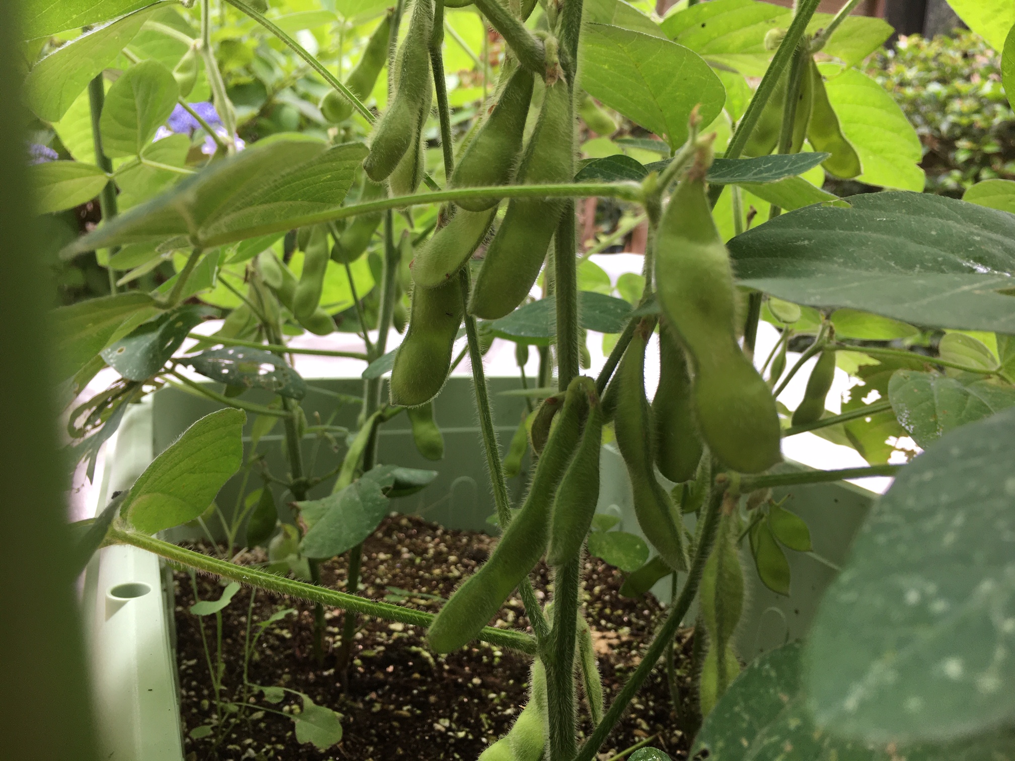 種から枝豆を育てよう 絶対に失敗しない育て方と失敗ポイントをわかりやすく解説 Websteer